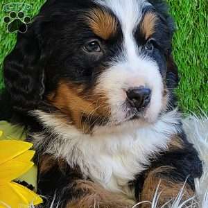 BESO, Bernese Mountain Dog Puppy