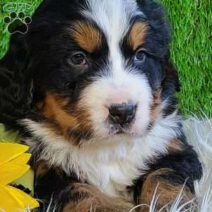 BESO, Bernese Mountain Dog Puppy