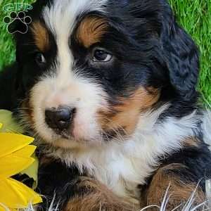 BESO, Bernese Mountain Dog Puppy