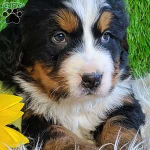 BESO, Bernese Mountain Dog Puppy