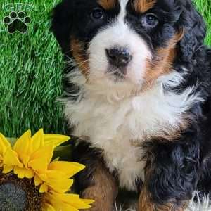 CUBID, Bernese Mountain Dog Puppy