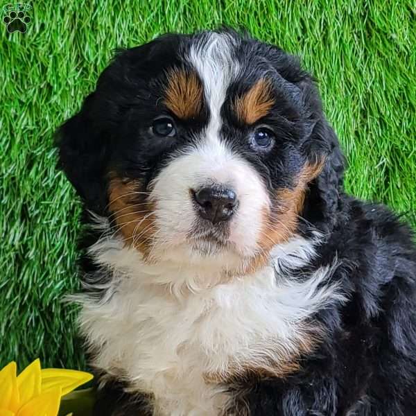 CUBID, Bernese Mountain Dog Puppy