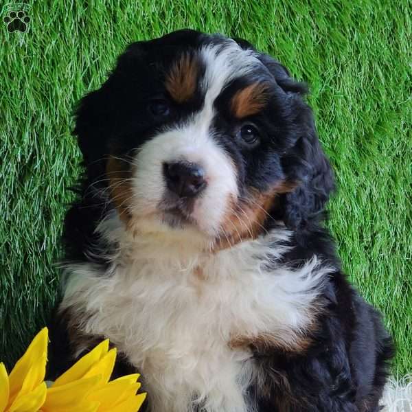 CUBID, Bernese Mountain Dog Puppy