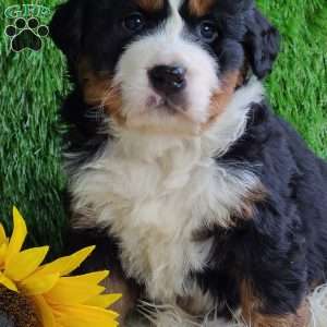 RANDLEY, Bernese Mountain Dog Puppy