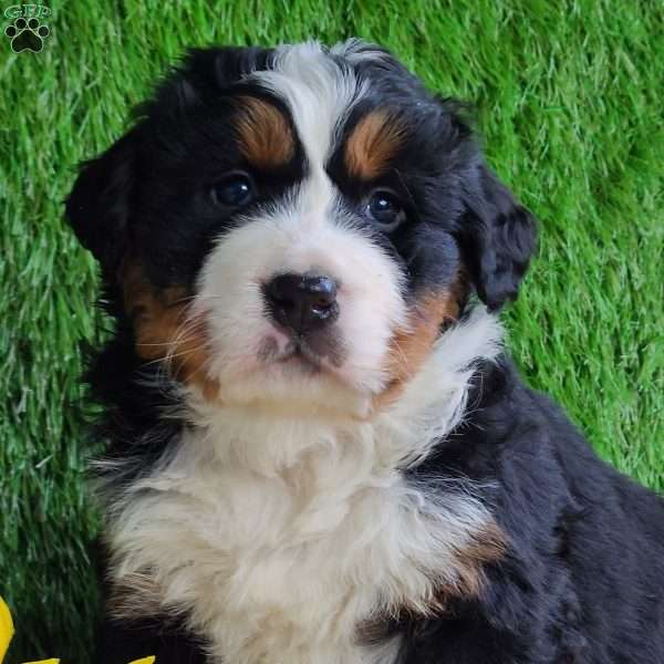 RANDLEY, Bernese Mountain Dog Puppy