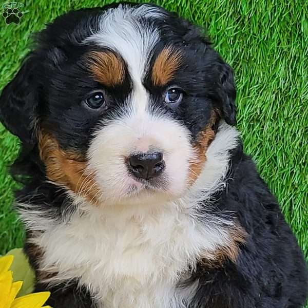 RANDLEY, Bernese Mountain Dog Puppy