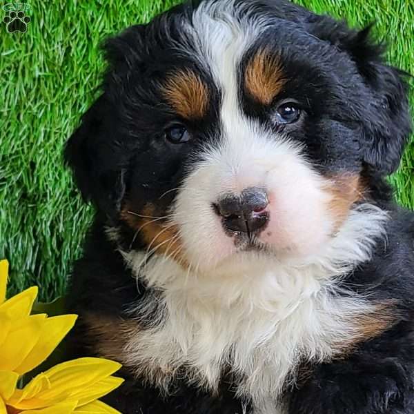 VALENTINO, Bernese Mountain Dog Puppy
