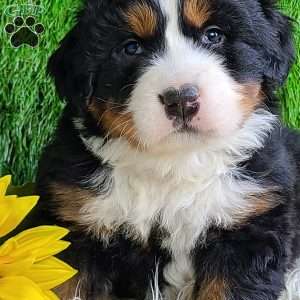 VALENTINO, Bernese Mountain Dog Puppy