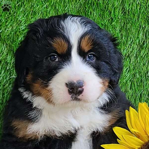 VALENTINO, Bernese Mountain Dog Puppy