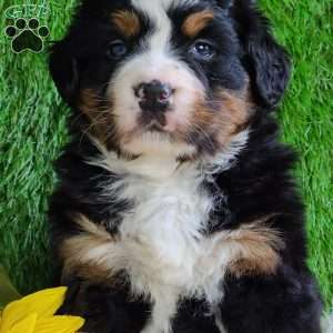 CHERIE, Bernese Mountain Dog Puppy