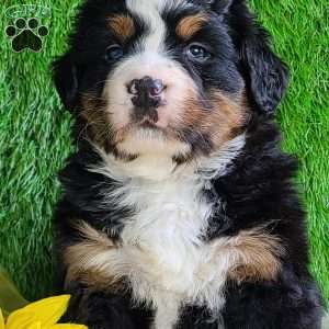 CHERIE, Bernese Mountain Dog Puppy