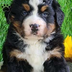 CHERIE, Bernese Mountain Dog Puppy