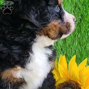 CHERIE, Bernese Mountain Dog Puppy
