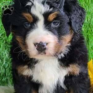 CHERIE, Bernese Mountain Dog Puppy