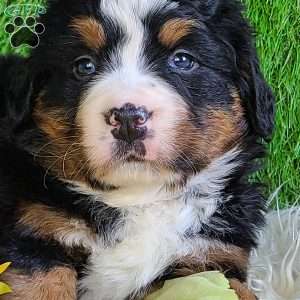 CHERIE, Bernese Mountain Dog Puppy