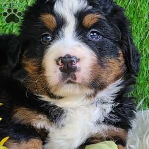 CHERIE, Bernese Mountain Dog Puppy