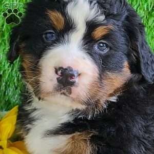 CHERIE, Bernese Mountain Dog Puppy