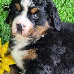 CHERIE, Bernese Mountain Dog Puppy