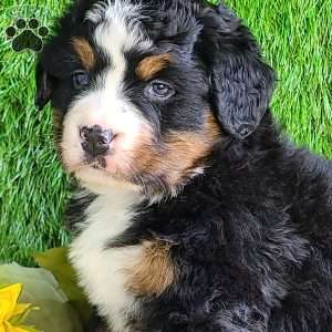 CHERIE, Bernese Mountain Dog Puppy