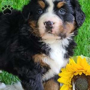 CHERIE, Bernese Mountain Dog Puppy