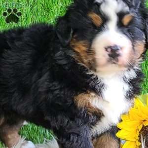 CHERIE, Bernese Mountain Dog Puppy