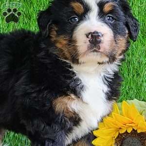CHERIE, Bernese Mountain Dog Puppy