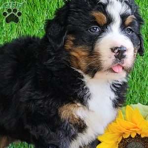CHERIE, Bernese Mountain Dog Puppy