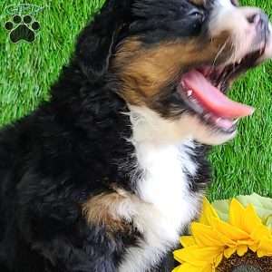 CHERIE, Bernese Mountain Dog Puppy