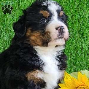 CHERIE, Bernese Mountain Dog Puppy