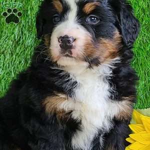 CHERIE, Bernese Mountain Dog Puppy