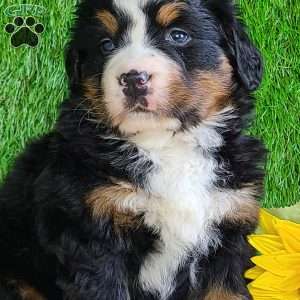 CHERIE, Bernese Mountain Dog Puppy