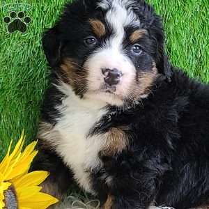 CHERIE, Bernese Mountain Dog Puppy