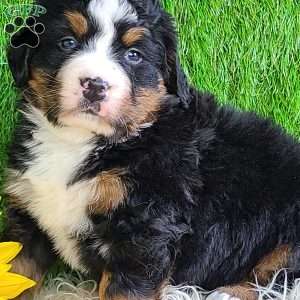 CHERIE, Bernese Mountain Dog Puppy