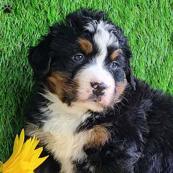 CHERIE, Bernese Mountain Dog Puppy