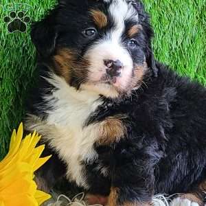 CHERIE, Bernese Mountain Dog Puppy