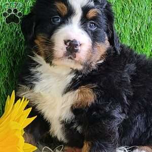 CHERIE, Bernese Mountain Dog Puppy