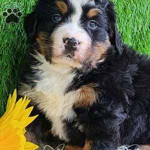 CHERIE, Bernese Mountain Dog Puppy