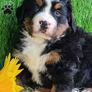 CHERIE, Bernese Mountain Dog Puppy