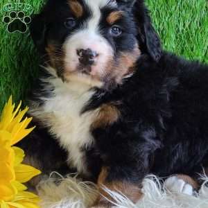 CHERIE, Bernese Mountain Dog Puppy