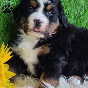 CHERIE, Bernese Mountain Dog Puppy