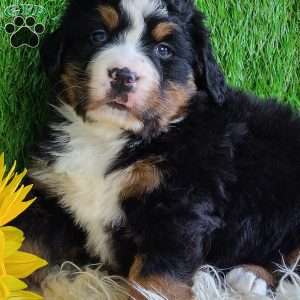 CHERIE, Bernese Mountain Dog Puppy