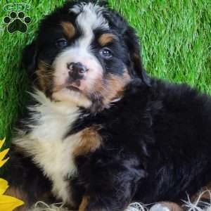 CHERIE, Bernese Mountain Dog Puppy