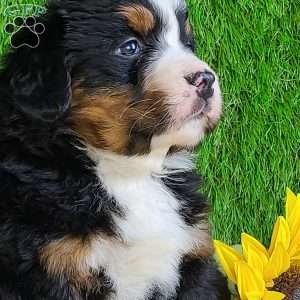 CHERIE, Bernese Mountain Dog Puppy