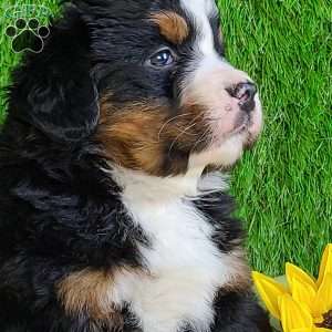 CHERIE, Bernese Mountain Dog Puppy