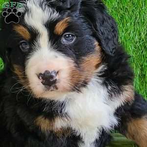 CHERIE, Bernese Mountain Dog Puppy