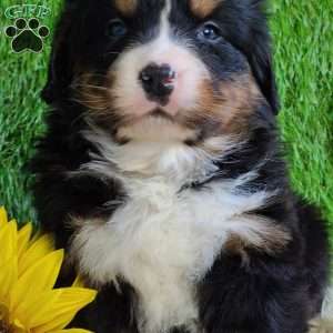 FEBRUARY, Bernese Mountain Dog Puppy