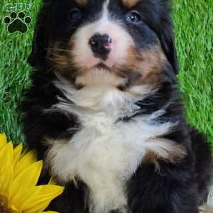 FEBRUARY, Bernese Mountain Dog Puppy