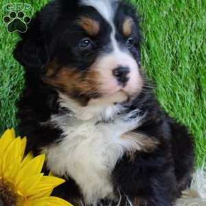 FEBRUARY, Bernese Mountain Dog Puppy