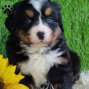 FEBRUARY, Bernese Mountain Dog Puppy