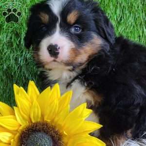 FEBRUARY, Bernese Mountain Dog Puppy